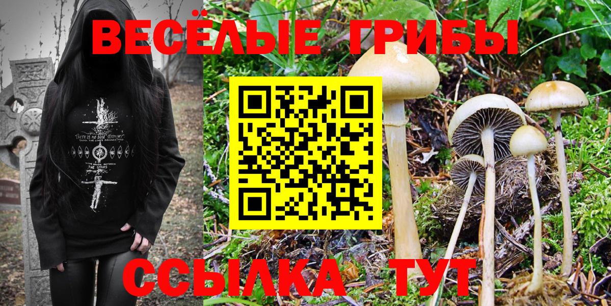 Галлюциногенные грибы Cubensis  Вход с VPN  Белово 